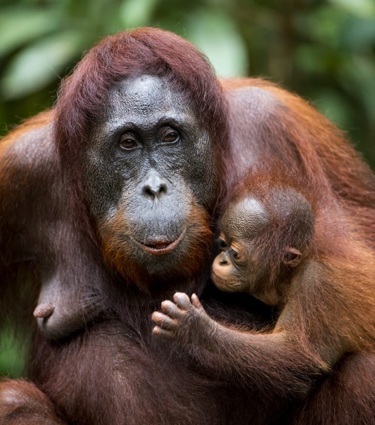 A mother orangutan holding her baby in the Legacy Forest