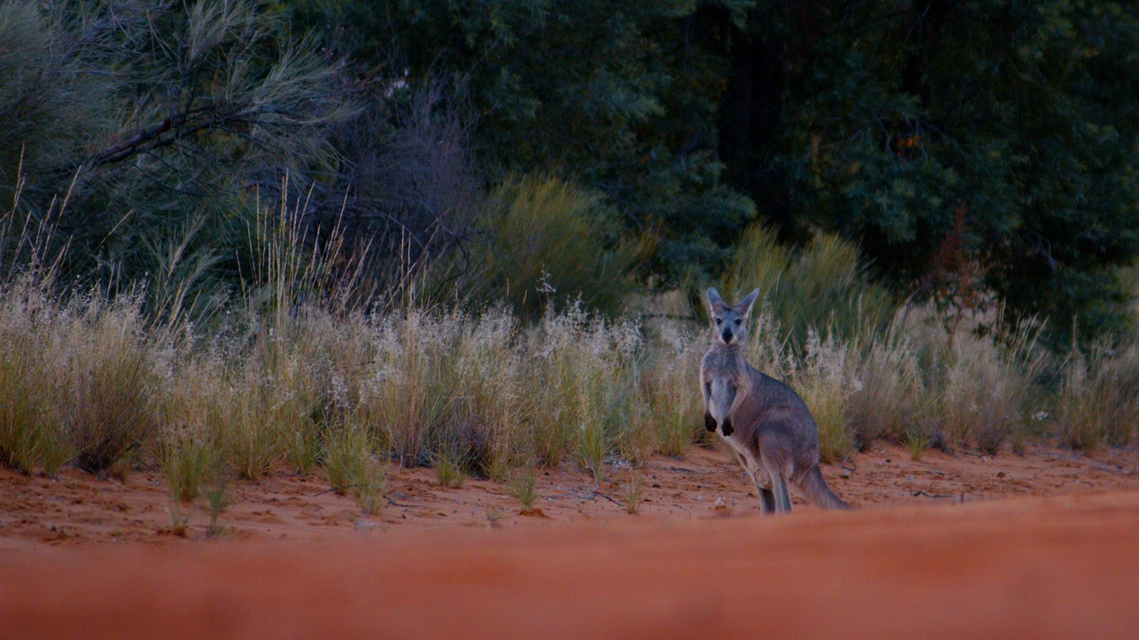 A kangaroo standing on red sand in front of native scrub